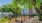 a stone path with a fence and trees by it