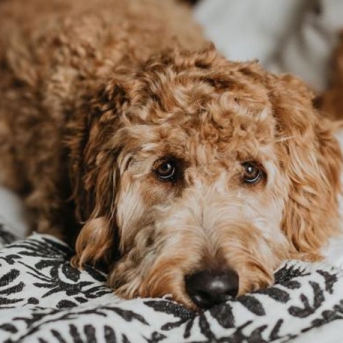 a dog lying on a bed looking